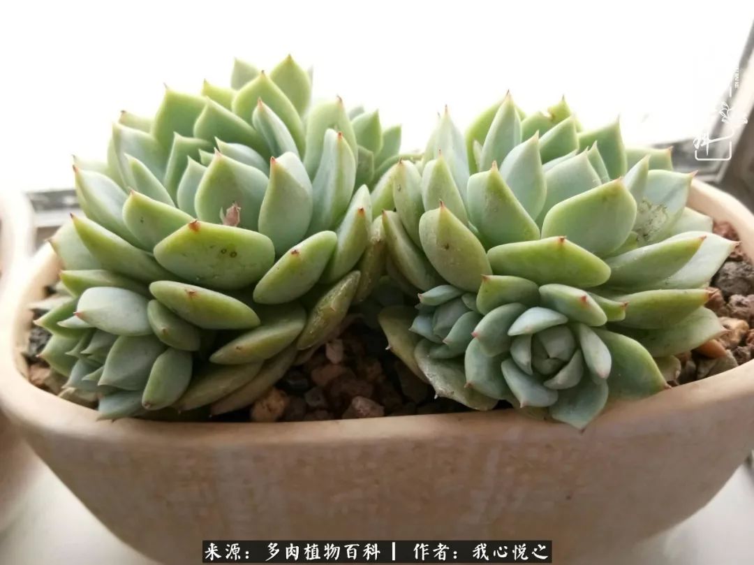 农村宝妈省钱记:一块钱也能养多肉!