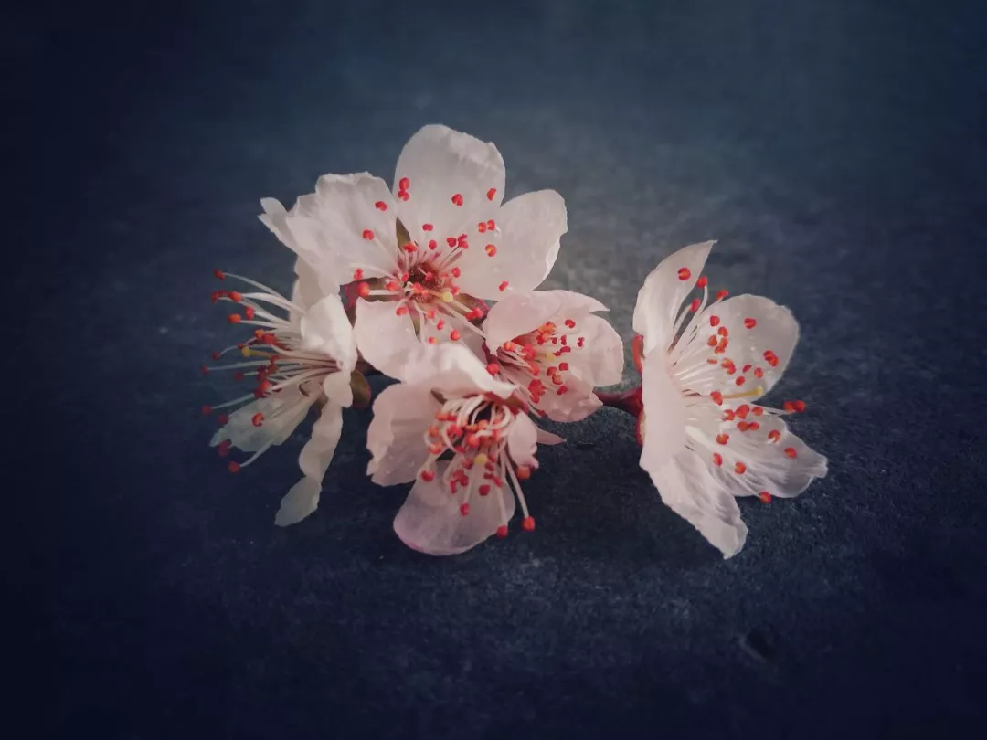 成语什么花颜_草什么花什么成语(3)