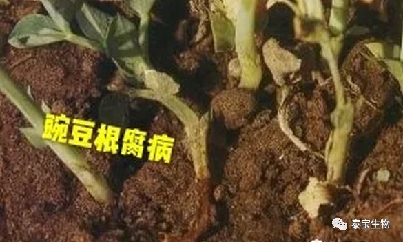 hwang等报道,用枯草芽孢杆菌可以防治豌豆的根腐病