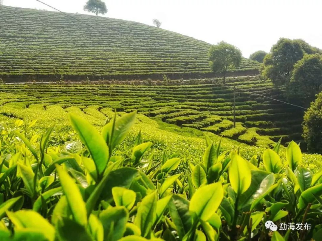 云南茶区大旱,这些茶树防旱抗旱技术你了解下?_茶园