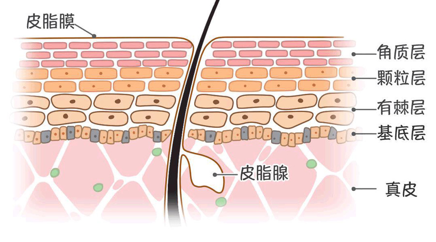 阻止外界异物进入人体,保护身体内部组织,是皮肤的重要生理功能之一