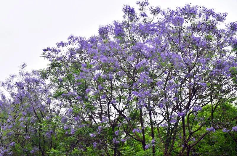 梦幻蓝花楹,开花了