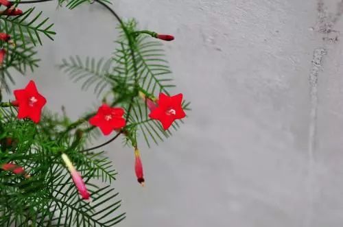 100款花卉图谱保你大部分花都能叫上名字
