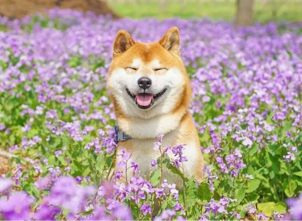 花海里的一只柴犬…这画面美到让人窒息！