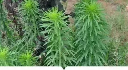 也是中草药哦,像野菊花, 又名驴儿草,百叶草,小时候经常把它扎成一束