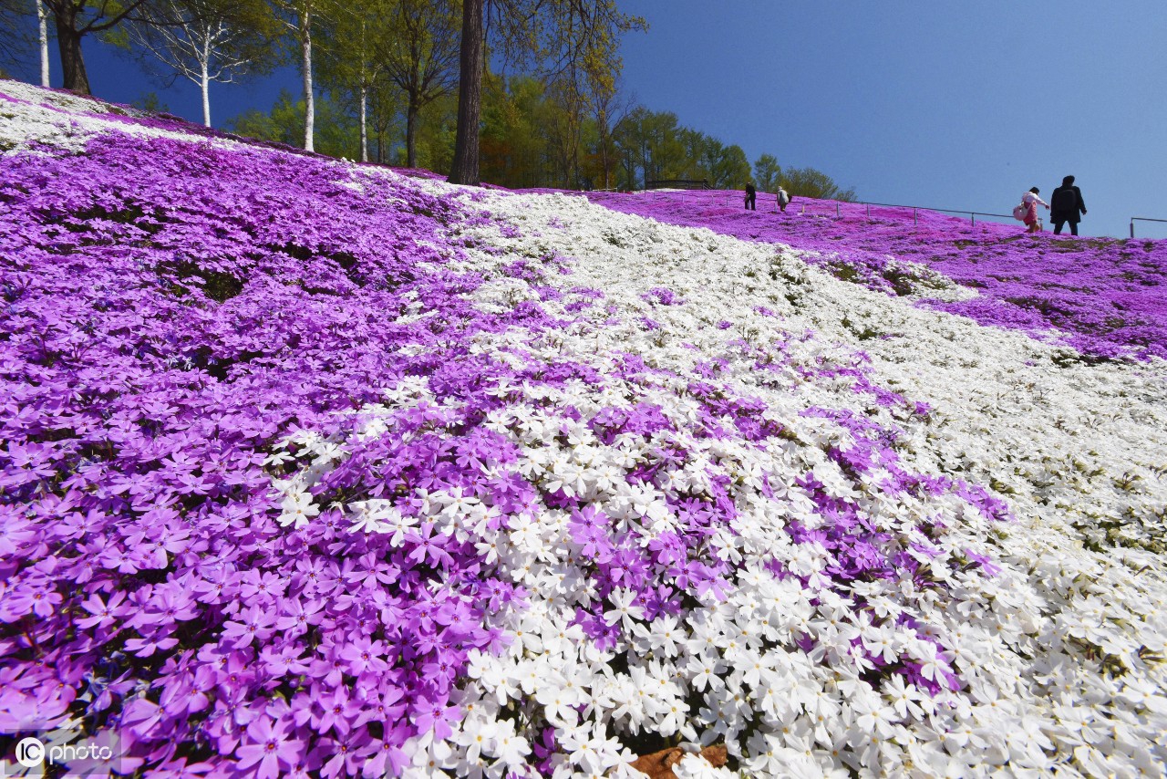 北海道粉色苔藓公园芝樱盛开