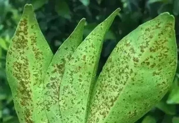 40种病虫缺素顺口溜大合集!学会这些,种植问题不求人