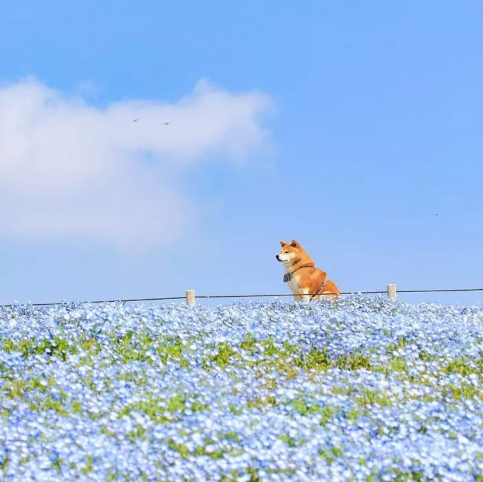 花海里的一只柴犬…这画面美到让人窒息！