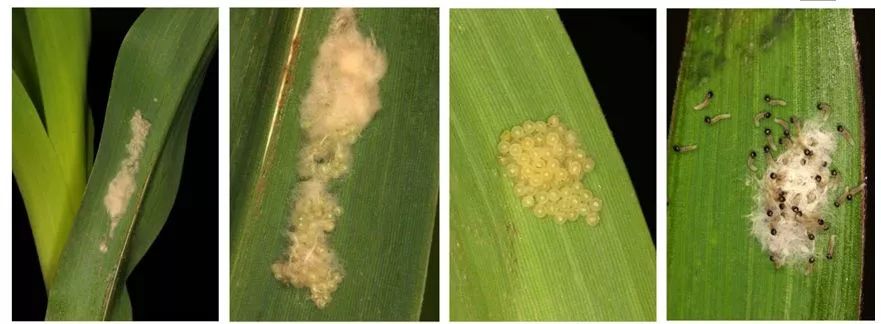 草地贪夜蛾卵块和初孵幼虫