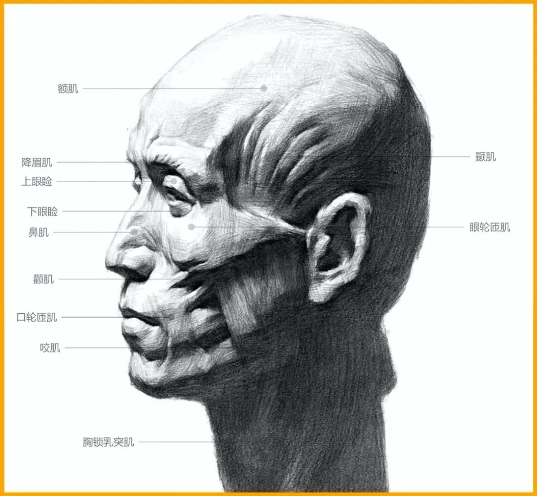 人物的表情这样画,速写会非常生动传神!_肌肉