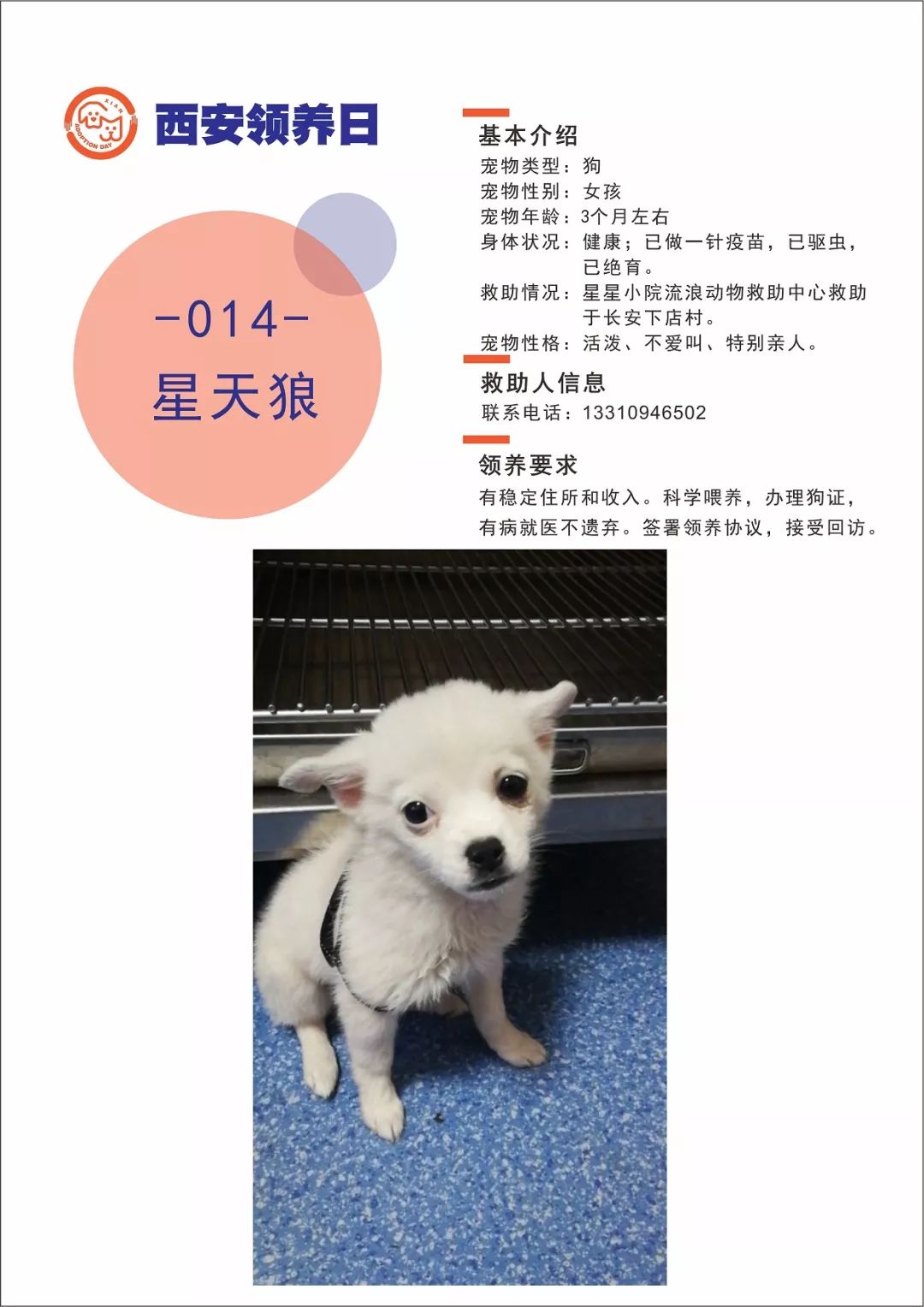 狗和猫的搞笑事件 5512909c1b3340ea86f889bce1749e32.jpeg