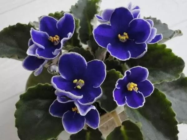100款花卉图谱保你大部分花都能叫上名字