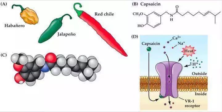 辣椒素和vr1受体   wikipedia