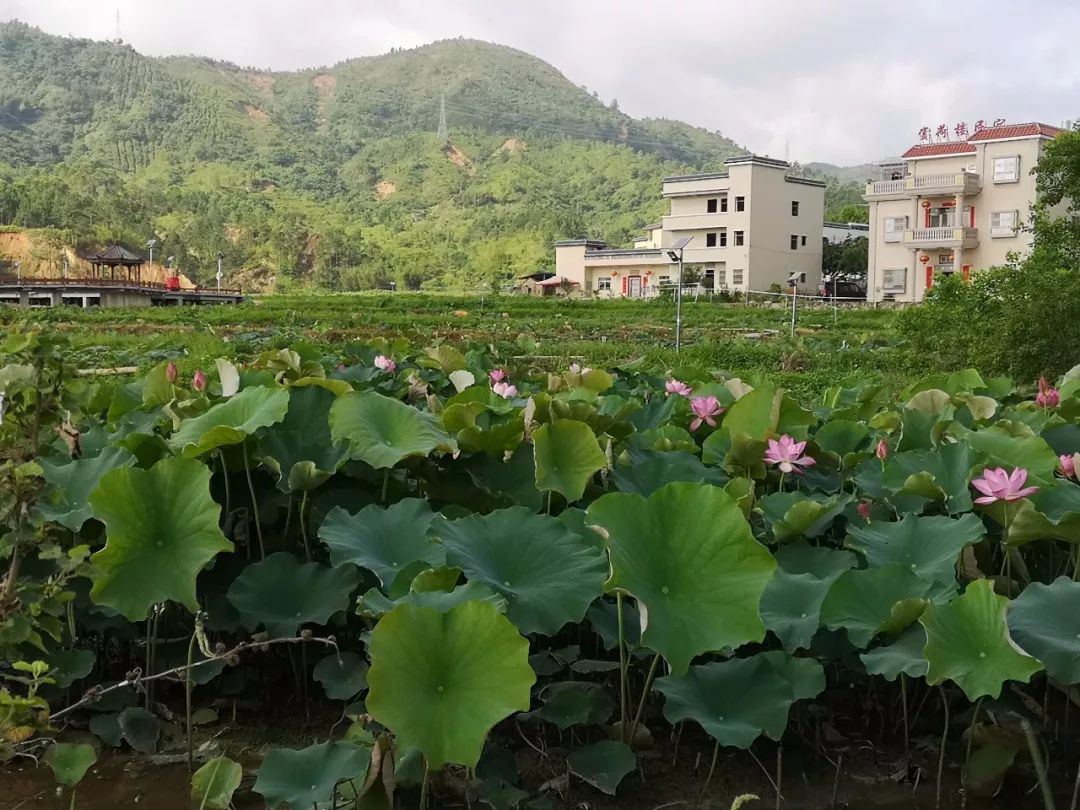 莲花县有多少人口_栩栩如生神像山 一县一品公益助农,广东陆河特色农产品青