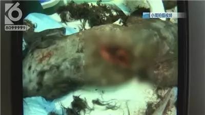 令人发指!昆明一宠物狗被砍3刀!还在伤口上撒辣椒面! 申搏慱sunbet官方网