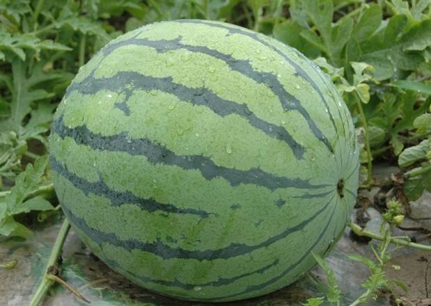 西瓜怎么挑最甜的瓜 70d884e899d24a809cfdcf27ba2c0568.jpeg