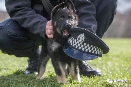 第一天上班的小警犬那可爱的表情简直要萌化了