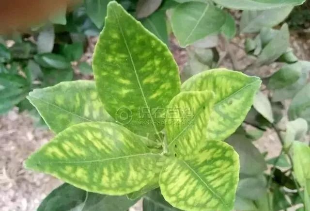 甚时全叶呈斑驳,叶片硬直兼窄小; 黄龙病发至中期,症与缺锌常难辨.