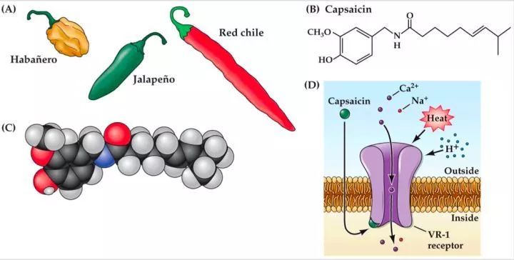 吃什么能增加内啡肽 801ec2b6948e446a9f73f121f1cde0fb.jpeg