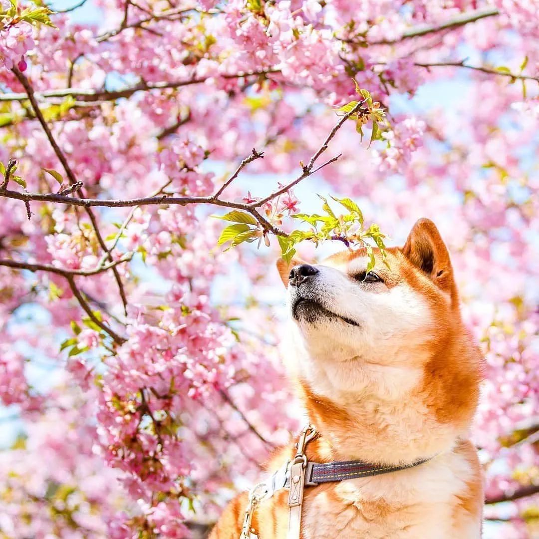 花海里的一只柴犬…这画面美到让人窒息！