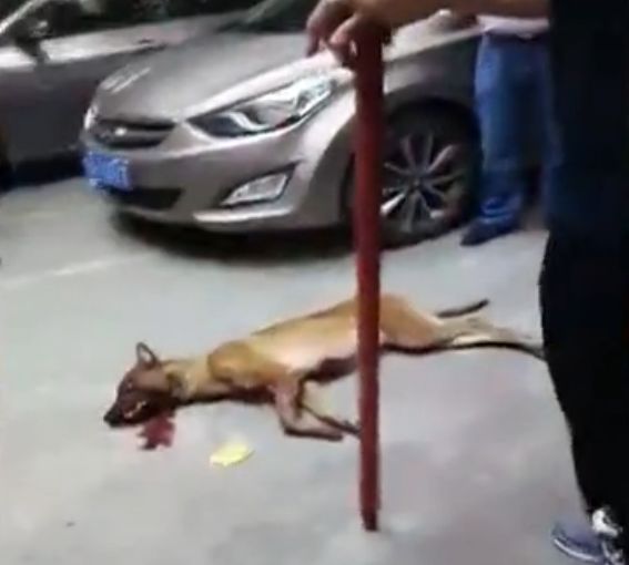 5人受伤!宜宾叙州区发生恶犬伤人事件,2条狗被处理掩埋