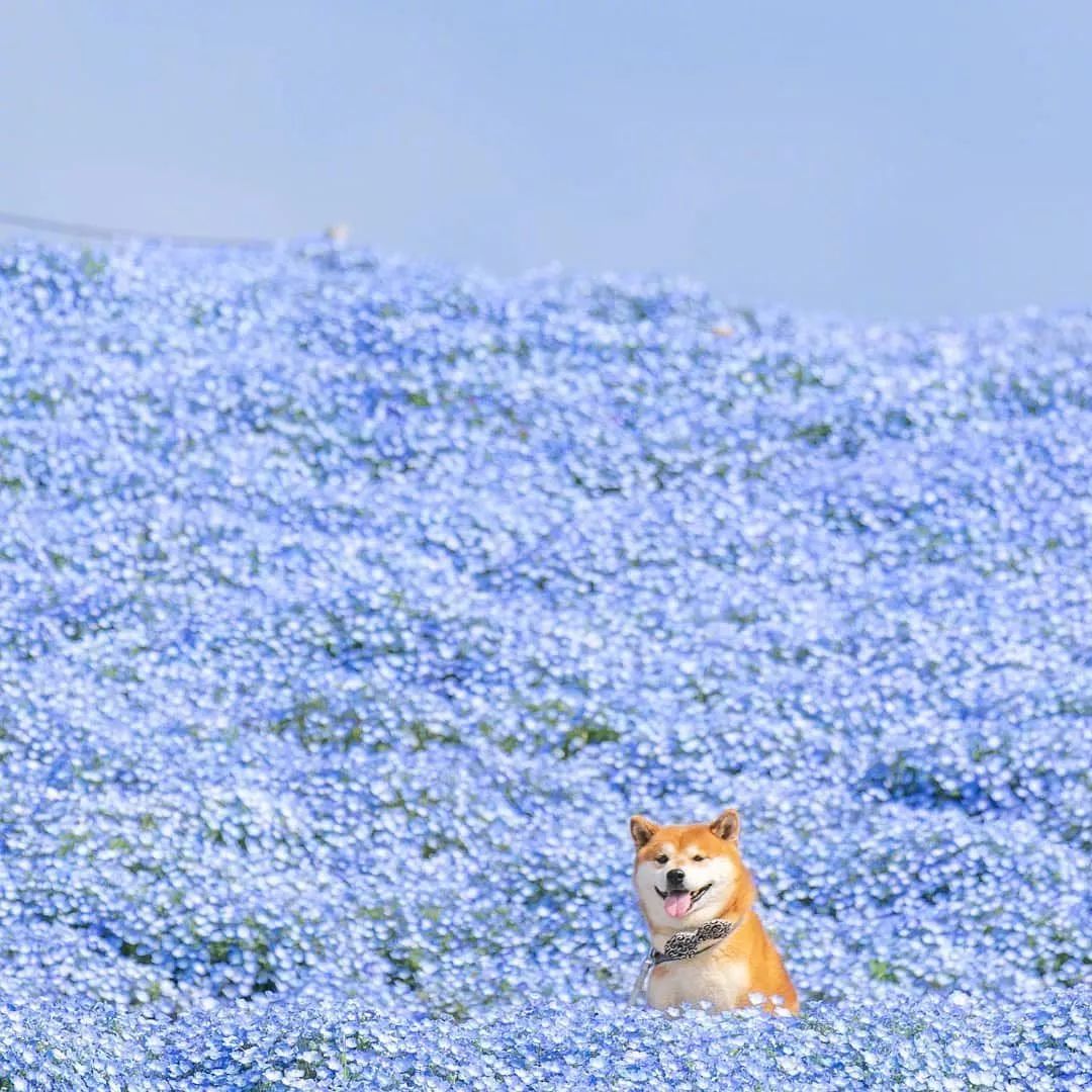 花海里的一只柴犬…这画面美到让人窒息！