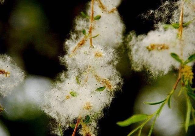 柳树雨水猜成语_雨水节气的柳树(2)