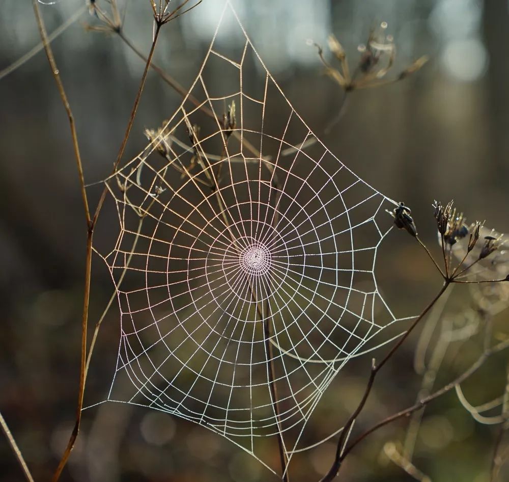 梦见黑色蜘蛛，潜意识的警示与启示