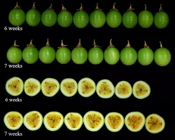 6张图揭开百香果果实生长的秘密
