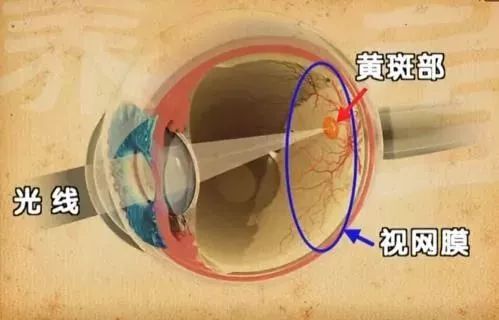 黄斑发生病变主要影响的是 中心视觉,不仅 视物扭曲变形, 视力缺损