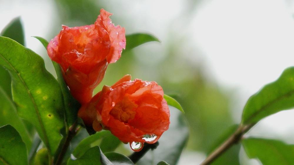 石榴花诗词精选二十三首五月榴花照眼明枝间时见子初成