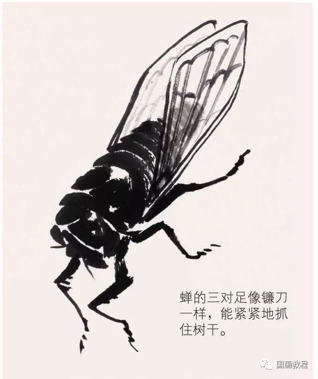 [转载]国画教程:蝉的画法