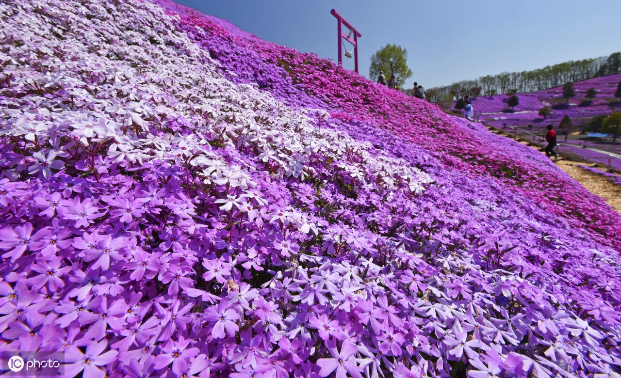 北海道粉色苔藓公园芝樱盛开