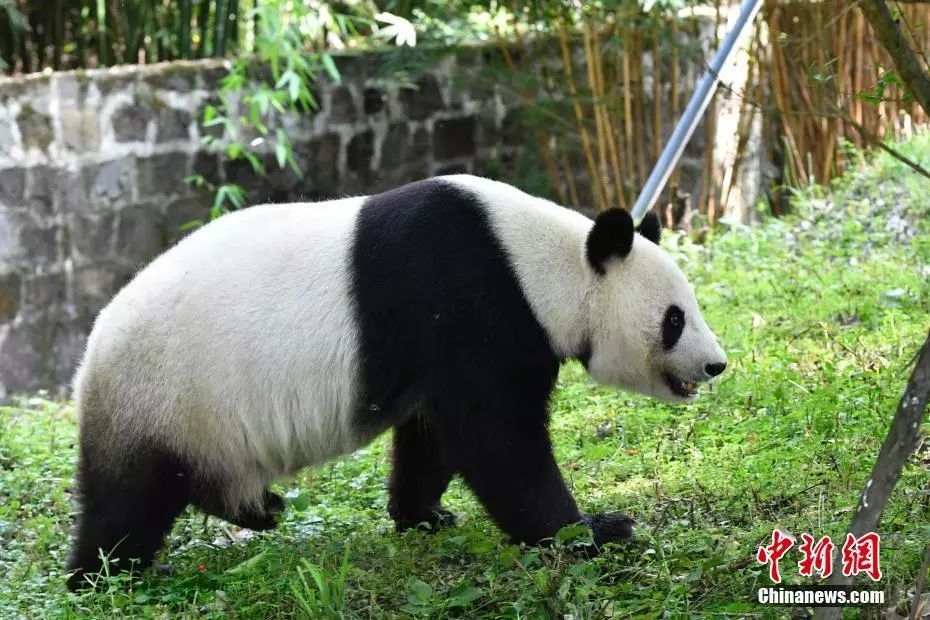 大熊猫"白云"在熟悉新家环境. 安源 摄