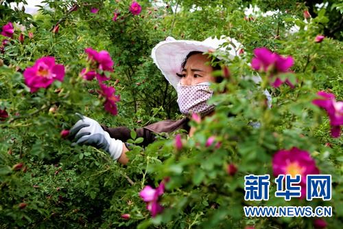 永登县苦水镇玫瑰种植户周建红在采摘玫瑰花