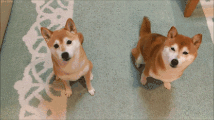 激萌品咖啡吃甜点撸柴无锡这家柴犬咖啡馆分分钟撸出512g表情包
