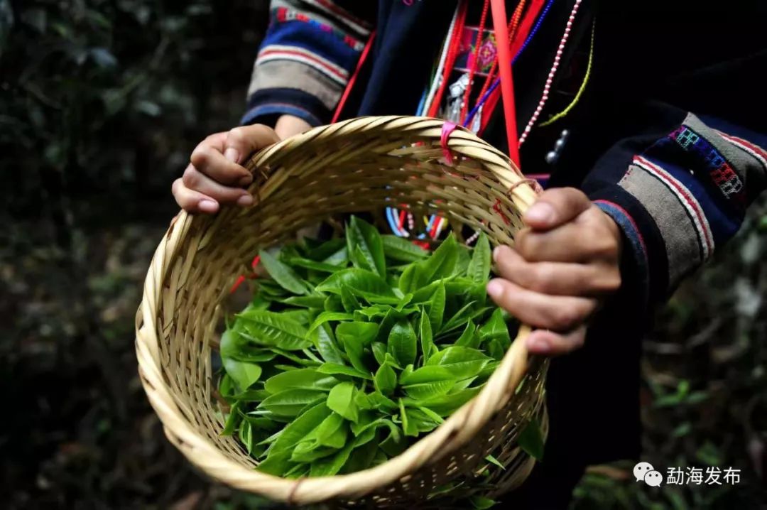 云南茶区大旱,这些茶树防旱抗旱技术你了解下? 五月丁香在线偷拍在线