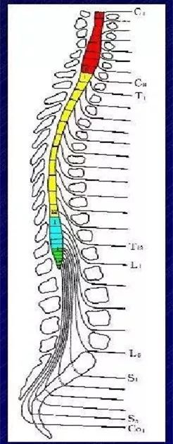 脊髓  