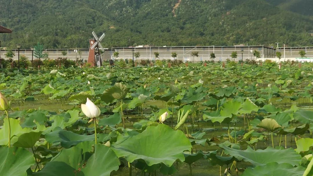 莲花县有多少人口_栩栩如生神像山 一县一品公益助农,广东陆河特色农产品青