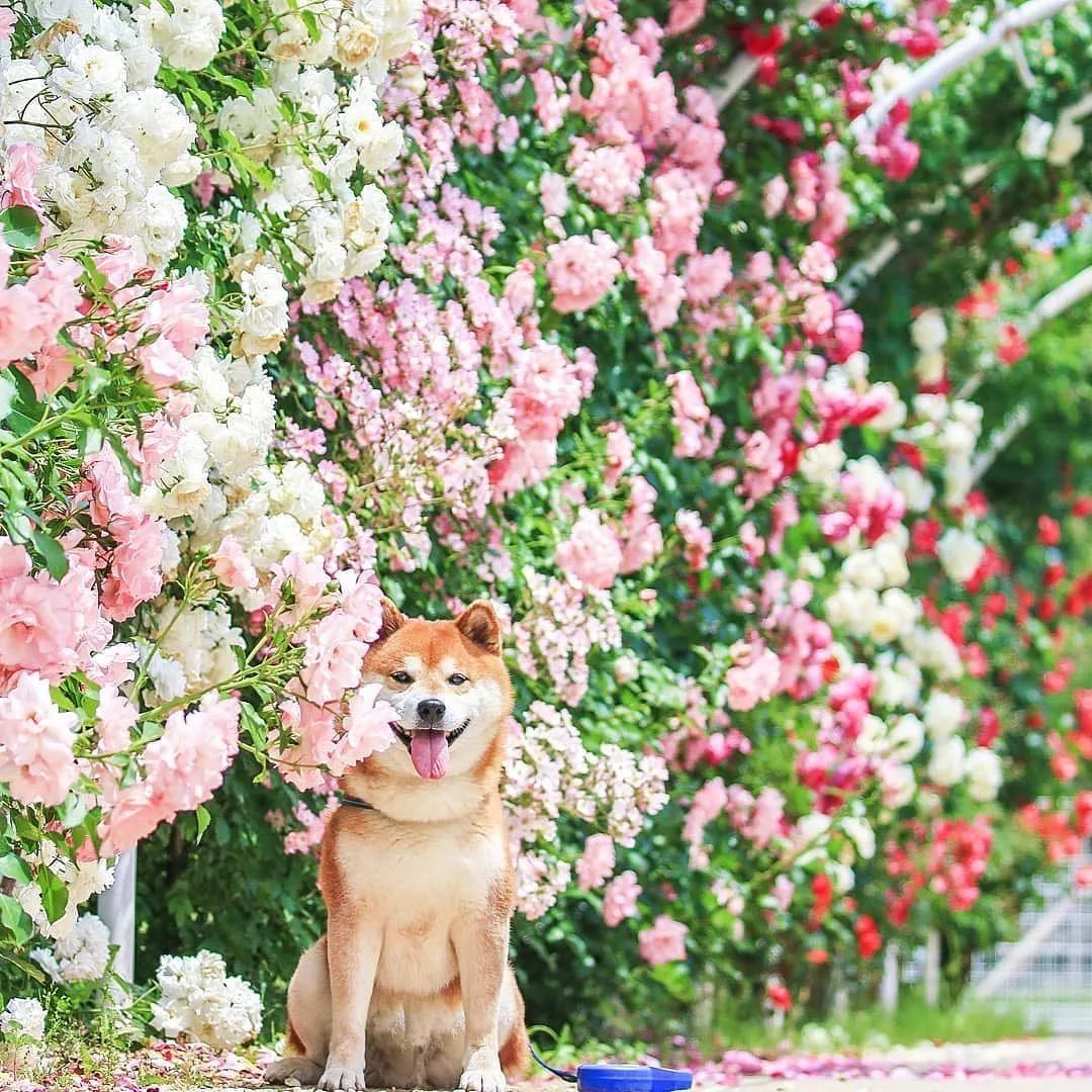 花海里的一只柴犬…这画面美到让人窒息！