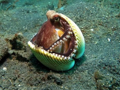 超越马云爸爸的996 2016年新西兰水族馆 一只章鱼趁着没有人越狱了 从