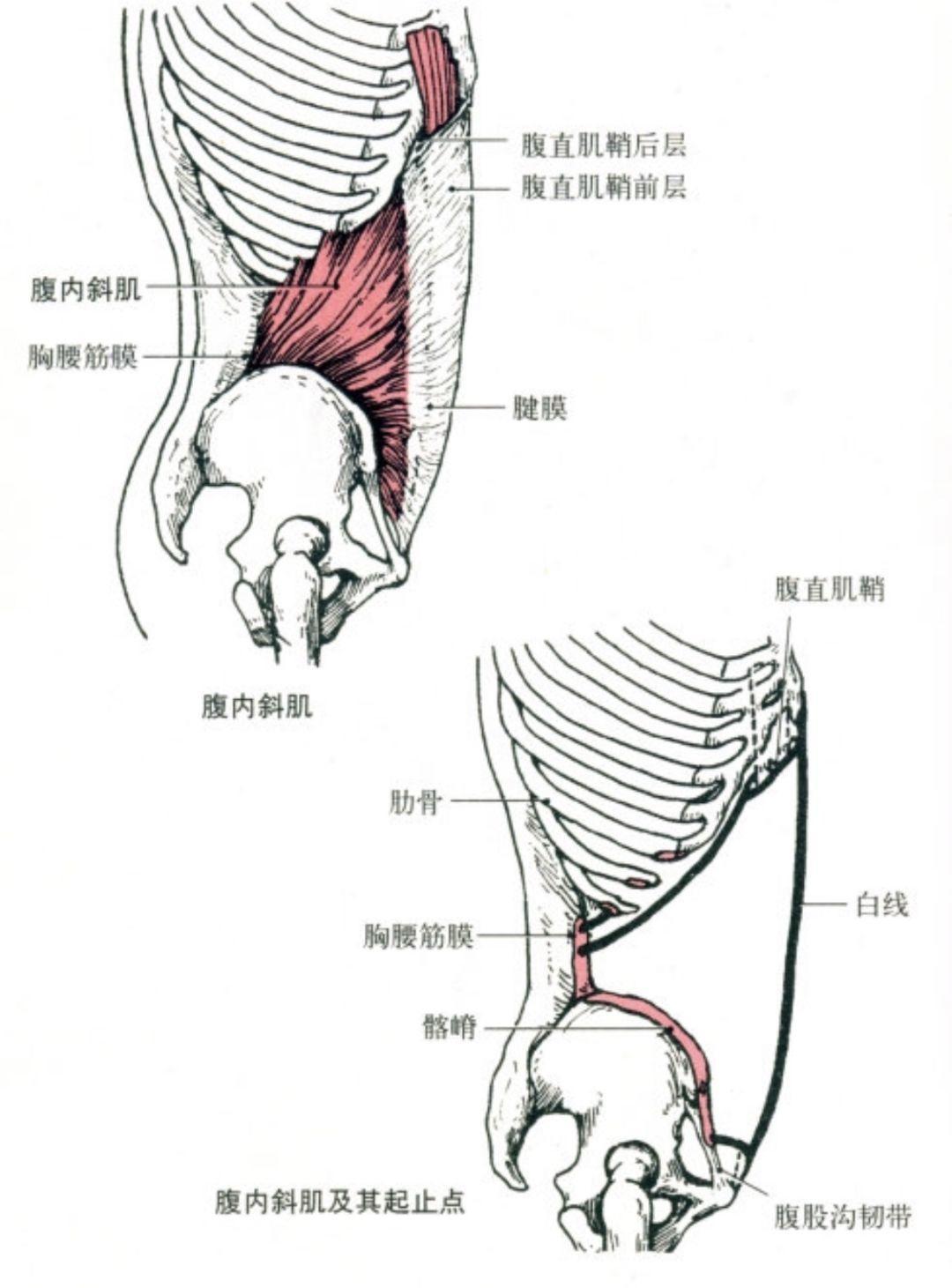 腹内斜肌人鱼线最主要的肌肉是腹内外斜肌,下面简单了解一下:对于男人