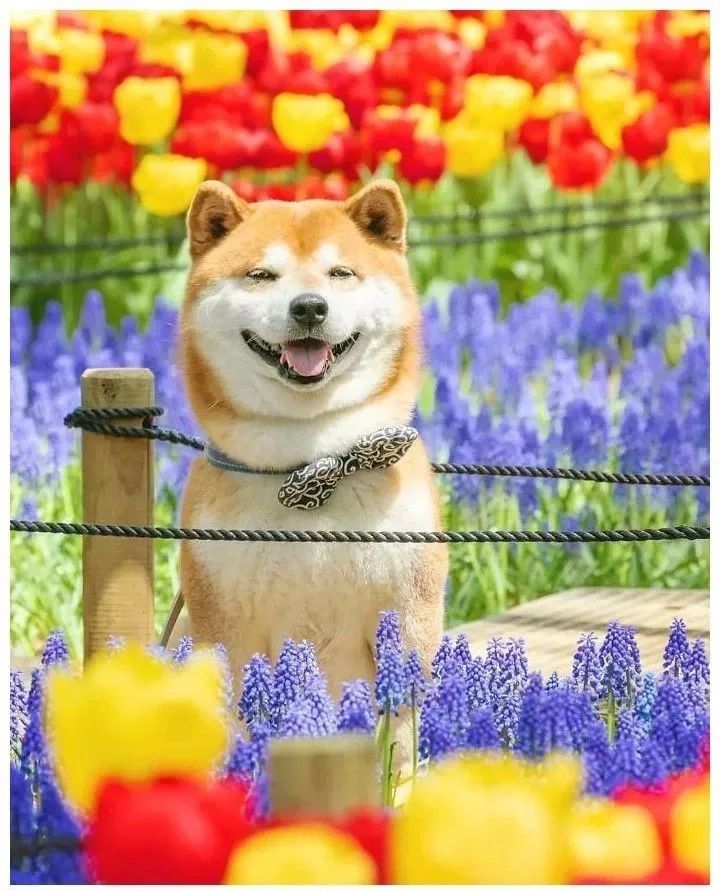 花海里的一只柴犬…这画面美到让人窒息！