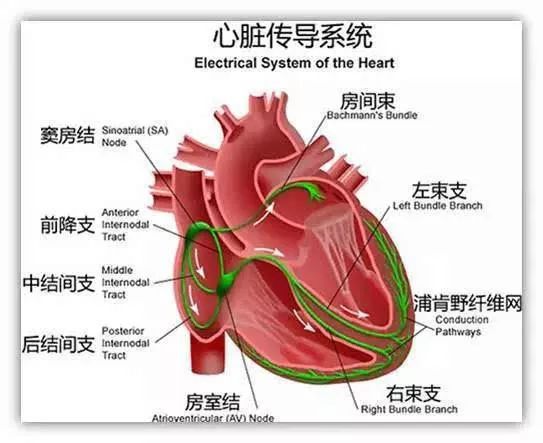 什么原因导致心率过快 df33c7a489de442c90a21769e5cd85d2.jpeg