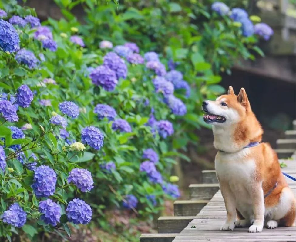 花海里的一只柴犬…这画面美到让人窒息！