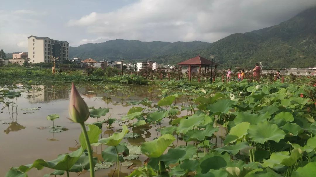 莲花县有多少人口_栩栩如生神像山 一县一品公益助农,广东陆河特色农产品青