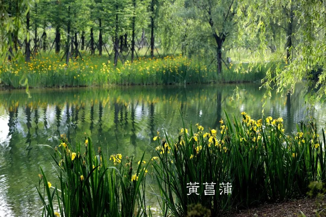 2018年开放,面积约46万平方米,以湿地景观为特色,河汊纵横,草木葳蕤