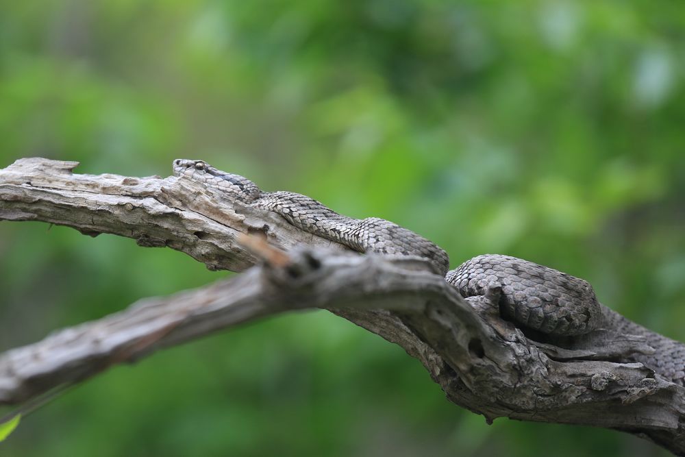 向北迁徙途中停歇于此的小形候鸟,是蛇岛蝮蛇唯一的食物来源.