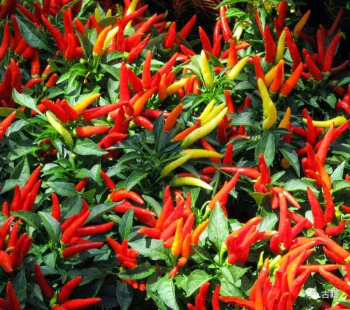 辣椒在中国的选择性传播——为何江浙人不嗜辣？