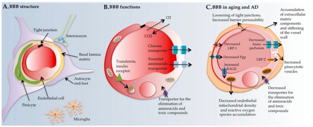 血脑屏障(doi:10.1186/1750-1326-8-38)